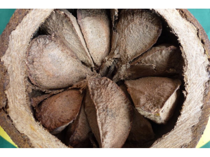 A Brief History of the Brazil Nut