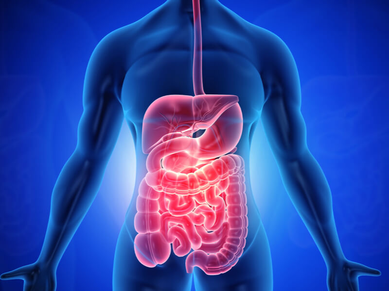 The Comprehensive Guide to Digestive Health