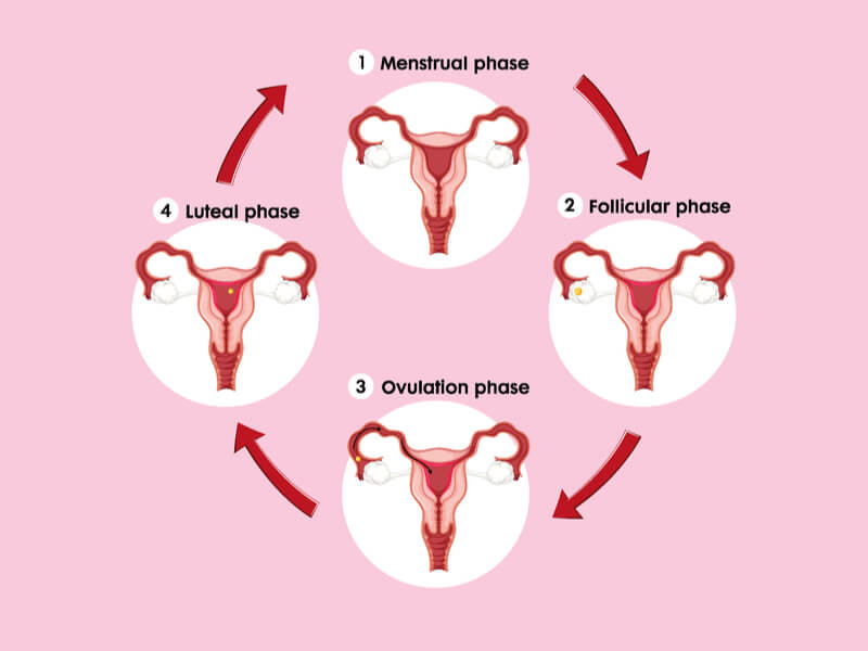 Cycle Syncing - Everything You Need To Know