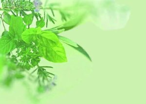Blogs 47 NH4LPlantLeft