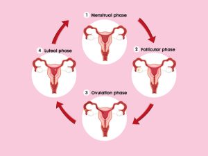 Topics 34 everything you should know about cycle syncing